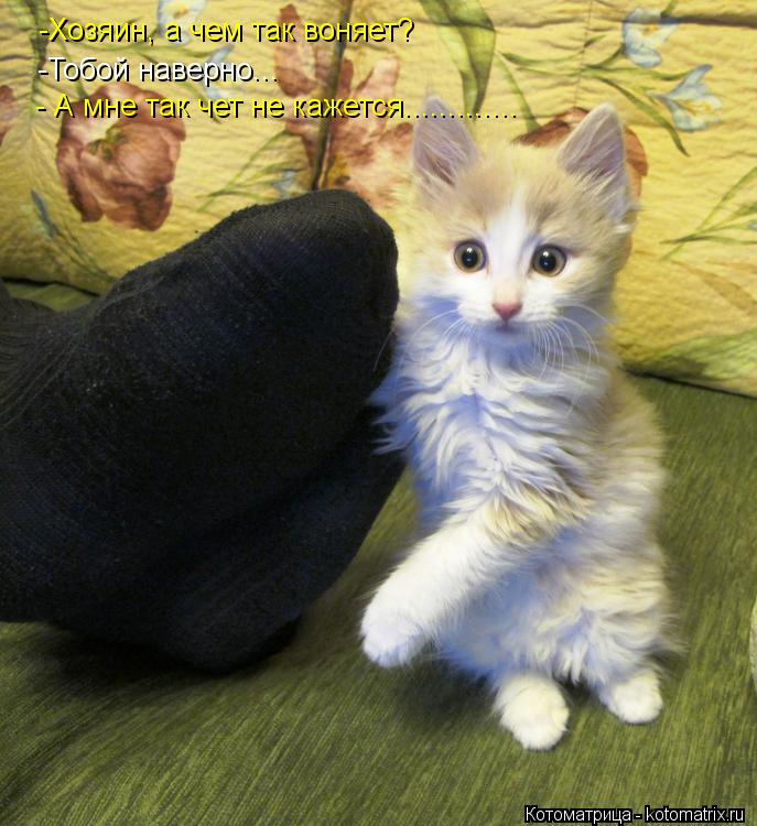 Котоматрица: -Хозяин, а чем так воняет? -Тобой наверно... - А мне так чет не кажется.............