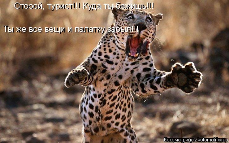 Котоматрица: Стооой, турист!!! Куда ты бежишь!!! Ты же все вещи и палатку забыл!!!
