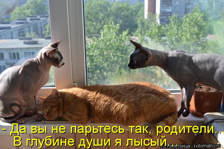 Котоматрица: - Да вы не парьтесь так, родители... В глубине души я лысый...