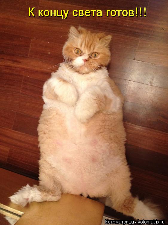 К концу света готов!!!... Котоматрица: К концу света готов!!!