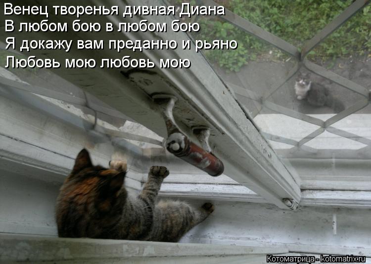 Котоматрица: Венец творенья дивная Диана В любом бою в любом бою Я докажу вам преданно и рьяно Любовь мою любовь мою