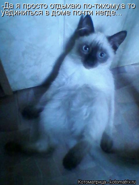Котоматрица: -Да я просто отдыхаю по-тихому,а то уединиться в доме почти негде...