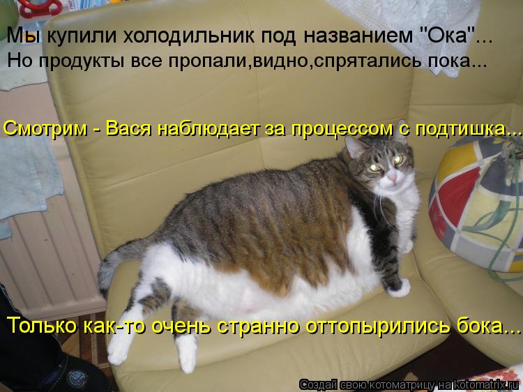 Мы купили холодильник под названием "Ока"... Только как-то очень странно оттопырились бока... Смотрим... Котоматрица: Мы купили холодильник под названием "Ока"... Только как-то очень странно оттопырились бока... Смотрим - Вася наблюдает за процессом с подтишка