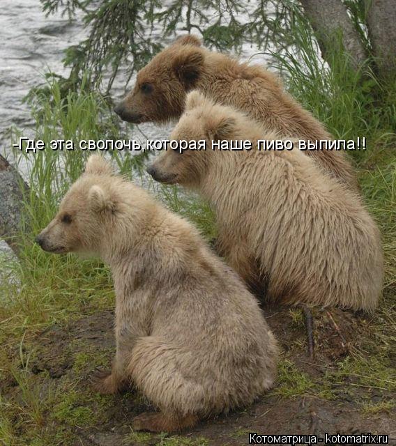 Котоматрица: -Где эта сволочь,которая наше пиво выпила!!