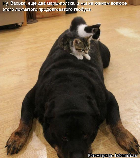 Котоматрица: Ну, Васька, еще два марш-ползка, и мы на южном полюсе этого лохматого продолговатого глобуса