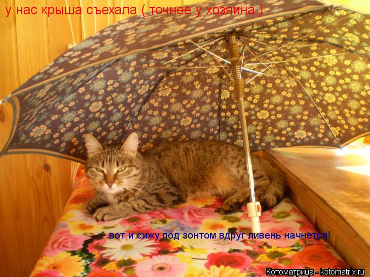 у нас крыша съехала ( точнее у хозяина ) вот и сижу под зонтом вдруг ливень начнется!... Котоматрица: у нас крыша съехала ( точнее у хозяина ) вот и сижу под зонтом вдруг ливень начнется!