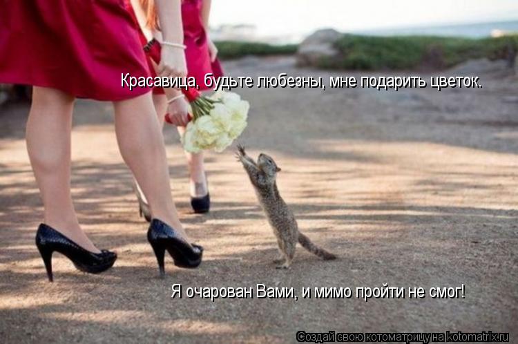 Красавица, будьте любезны, мне подарить цветок. Я очарован Вами, и мимо пройти не смог!... Котоматрица: Красавица, будьте любезны, мне подарить цветок. Я очарован Вами, и мимо пройти не смог!