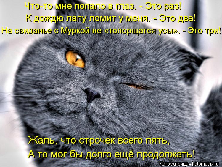 Котоматрица: Что-то мне попало в глаз. - Это раз! Жаль, что строчек всего пять, А то мог бы долго ещё продолжать! На свиданье с Муркой не «топорщатся усы». - Э
