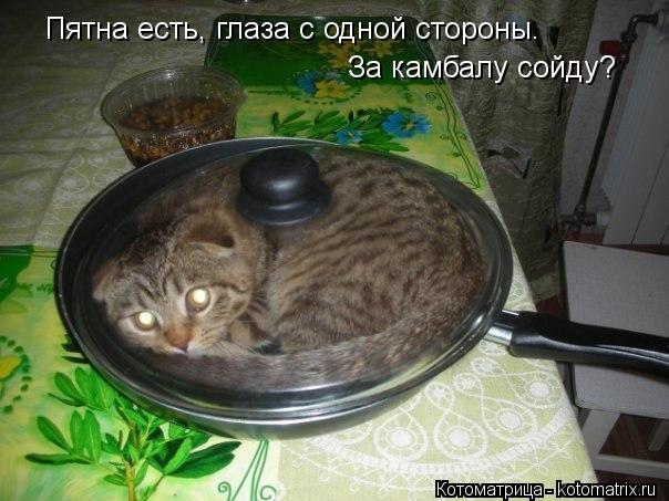 Котоматрица: Пятна есть, глаза с одной стороны.  За камбалу сойду?