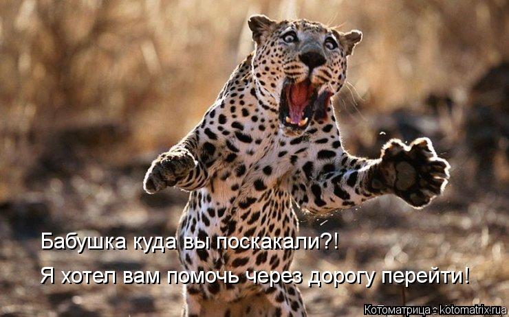 Котоматрица: Бабушка куда вы поскакали?! Я хотел вам помочь через дорогу перейти!