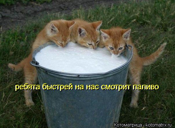 ребята быстрей на нас смотрит паливо ребята быстрей на нас смотрит паливо... Котоматрица: ребята быстрей на нас смотрит паливо ребята быстрей на нас смотрит паливо