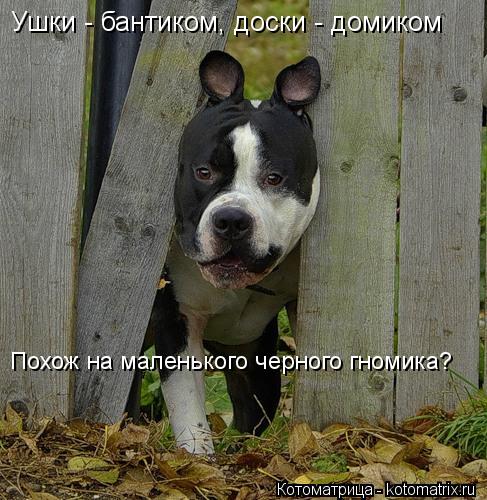 Котоматрица: Ушки - бантиком, доски - домиком Похож на маленького черного гномика?