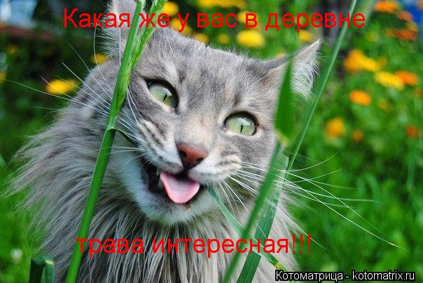 Какая же у вас в деревне трава интересная!!!... Котоматрица: Какая же у вас в деревне трава интересная!!!