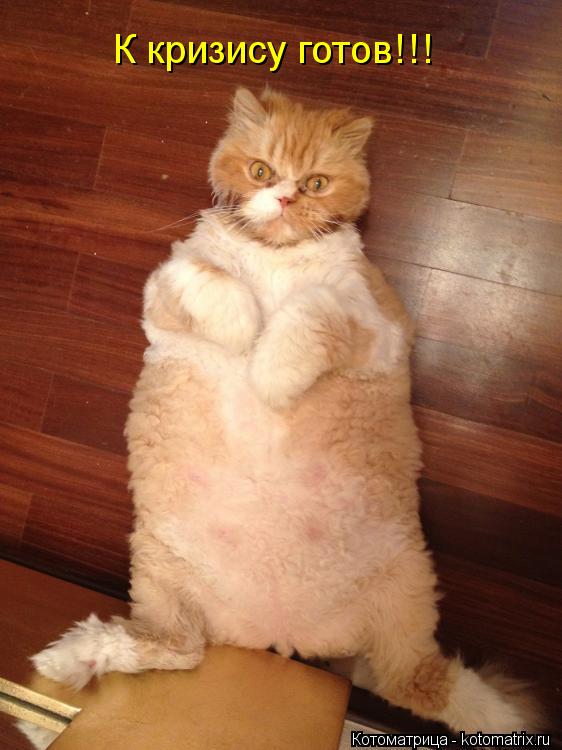 К кризису готов!!!... Котоматрица: К кризису готов!!!