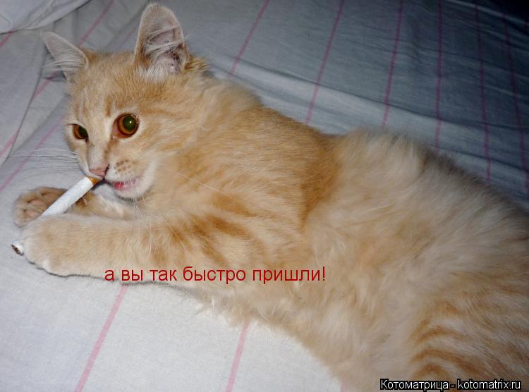 а вы так быстро пришли!... Котоматрица: а вы так быстро пришли!