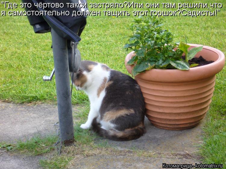 Котоматрица: "Где это чёртово такси застряло?Или они там решили,что я самостоятельно должен тащить этот горшок?Садисты!"