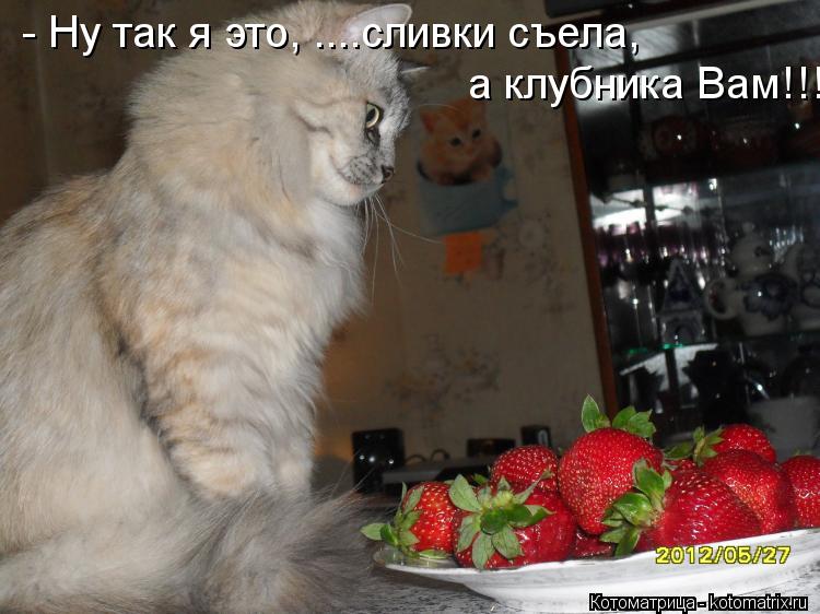 Котоматрица: - Ну так я это, ....сливки съела, а клубника Вам!!!