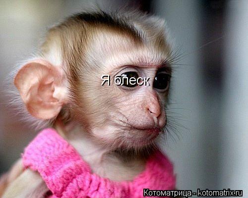 Котоматрица: Я блеск Я блеск