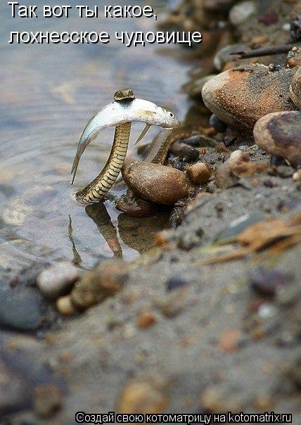 Котоматрица: Так вот ты какое, лохнесское чудовище