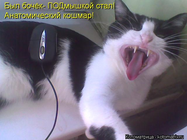 Котоматрица: Был бочёк- ПОДмышкой стал! Анатомический кошмар!