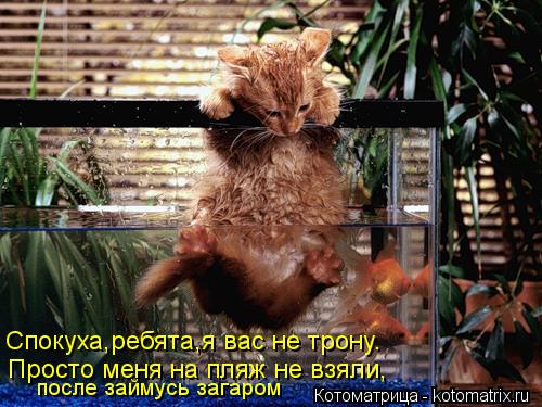 Спокуха,ребята,я вас не трону. Просто меня на пляж не взяли, после займусь загаром... Котоматрица: Спокуха,ребята,я вас не трону. Просто меня на пляж не взяли, после займусь загаром