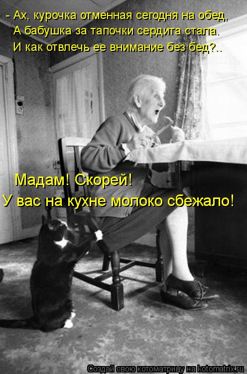 Котоматрица: - Ах, курочка отменная сегодня на обед, А бабушка за тапочки сердита стала. Мадам! Скорей!  У вас на кухне молоко сбежало! И как отвлечь ее вним