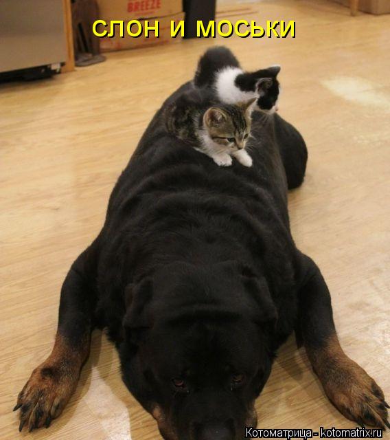слон и моськи... Котоматрица: слон и моськи