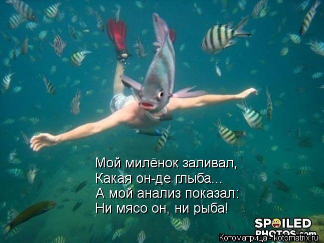 Котоматрица: Мой милёнок заливал, Какая он-де глыба... А мой анализ показал: Ни мясо он, ни рыба!