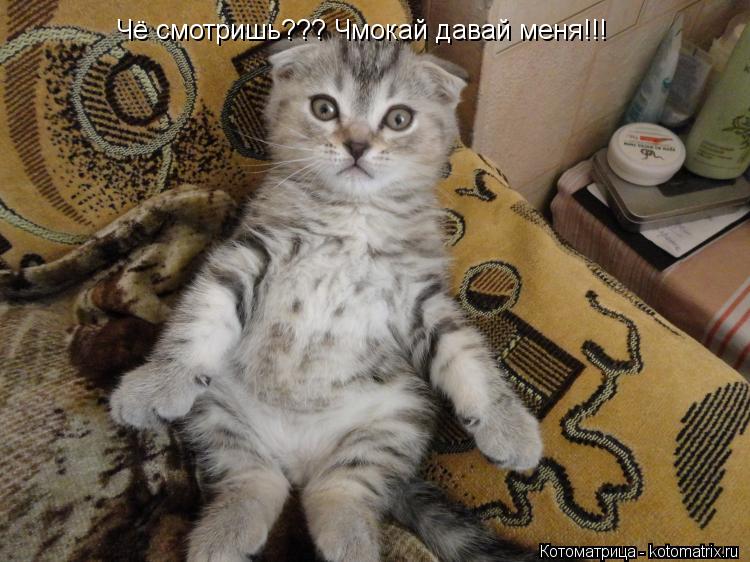 Котоматрица: Чё смотришь??? Чмокай давай меня!!!