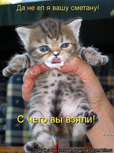 Котоматрица: С чего вы взяли! Да не ел я вашу сметану!