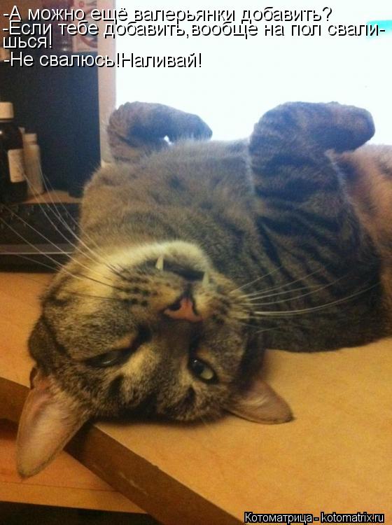 Котоматрица: -А можно ещё валерьянки добавить? -Если тебе добавить,вообще на пол свали- шься! -Не свалюсь!Наливай!