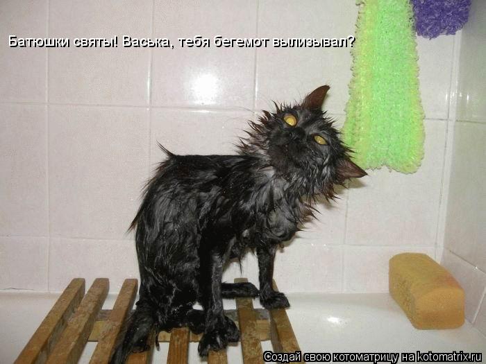 Котоматрица: Батюшки святы! Васька, тебя бегемот вылизывал?