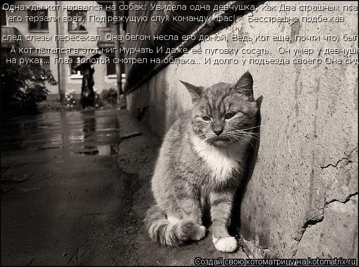 Котоматрица: Однажды кот нарвался на собак: Увидела одна девчушка, как Два страшных пса  его терзали враз, Под режущую слух команду «фас!»  Бесстрашно под