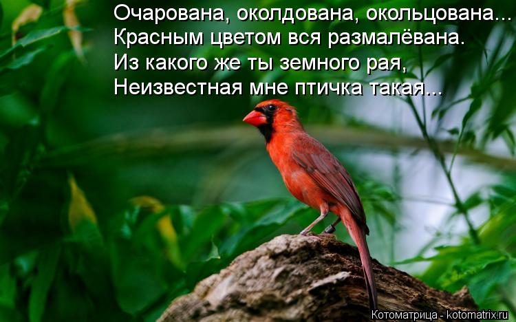 Котоматрица: Красным цветом вся размалёвана. Из какого же ты земного рая, Неизвестная мне птичка такая... Очарована, околдована, окольцована...