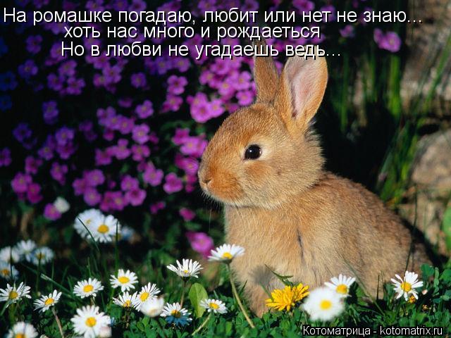 Котоматрица: На ромашке погадаю, любит или нет не знаю... хоть нас много и рождаеться Но в любви не угадаешь ведь...