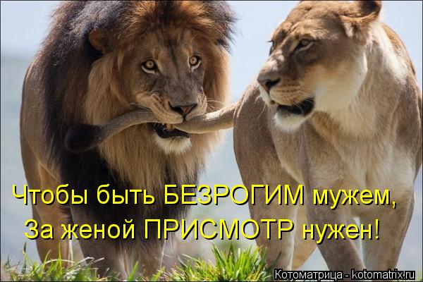 Котоматрица: Чтобы быть БЕЗРОГИМ мужем, За женой ПРИСМОТР нужен!