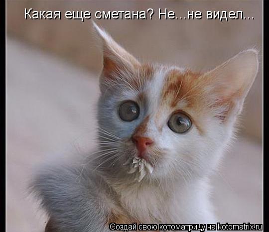 Какая еще сметана? Не...не видел...... Котоматрица: Какая еще сметана? Не...не видел...
