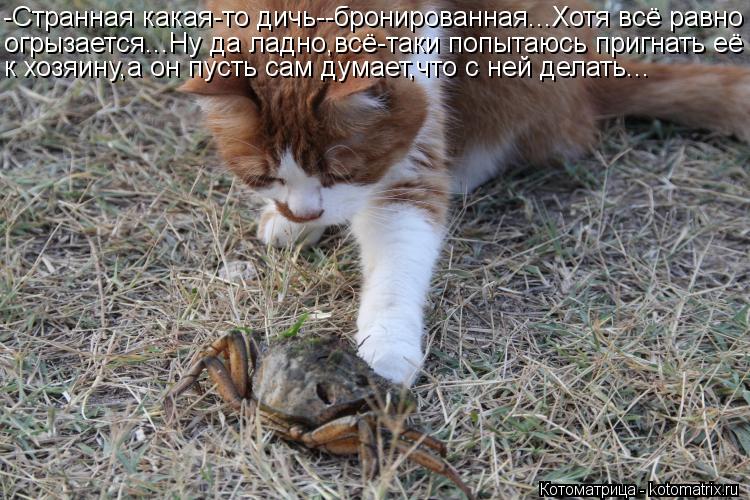 Котоматрица: -Странная какая-то дичь--бронированная...Хотя всё равно огрызается...Ну да ладно,всё-таки попытаюсь пригнать её к хозяину,а он пусть сам думае