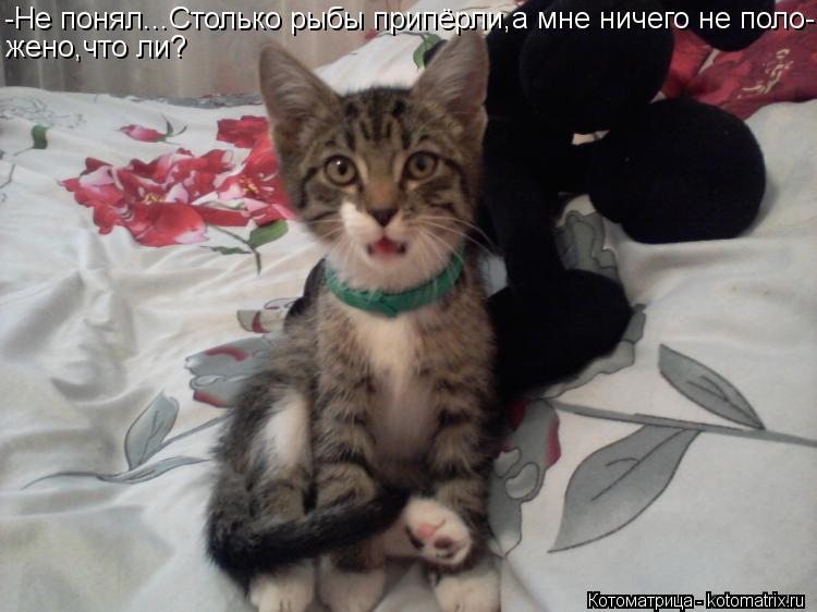 Котоматрица: -Не понял...Столько рыбы припёрли,а мне ничего не поло- жено,что ли?