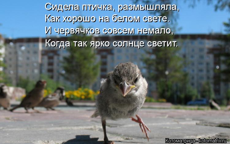 Котоматрица: Сидела птичка, размышляла, Как хорошо на белом свете. И червячков совсем немало, Когда так ярко солнце светит.