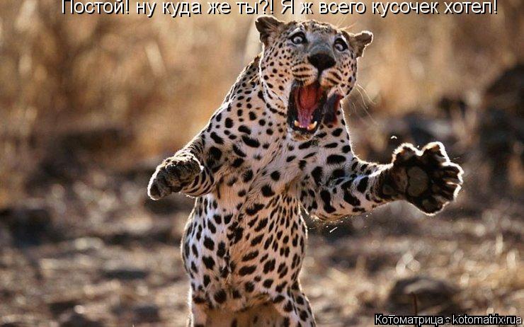 Котоматрица: Постой! ну куда же ты?! Я ж всего кусочек хотел!