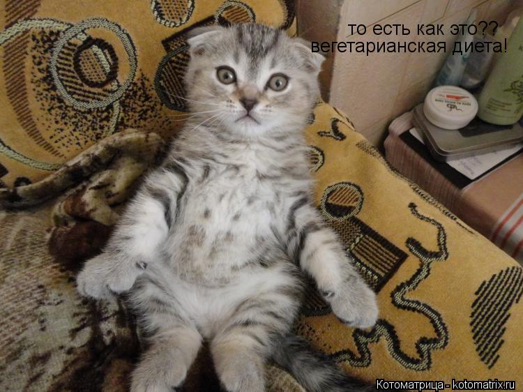 Котоматрица: то есть как это?? вегетарианская диета!