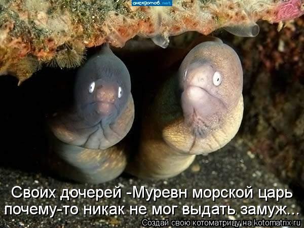 Котоматрица: Своих дочерей -Муревн морской царь почему-то никак не мог выдать замуж...