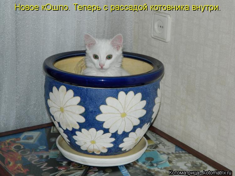 Котоматрица: Новое кОшпо. Теперь с рассадой котовника внутри.