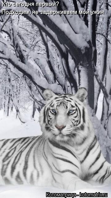 Подходим, не задерживаем мой ужин Кто сегодня первый?... Котоматрица: Подходим, не задерживаем мой ужин Кто сегодня первый?
