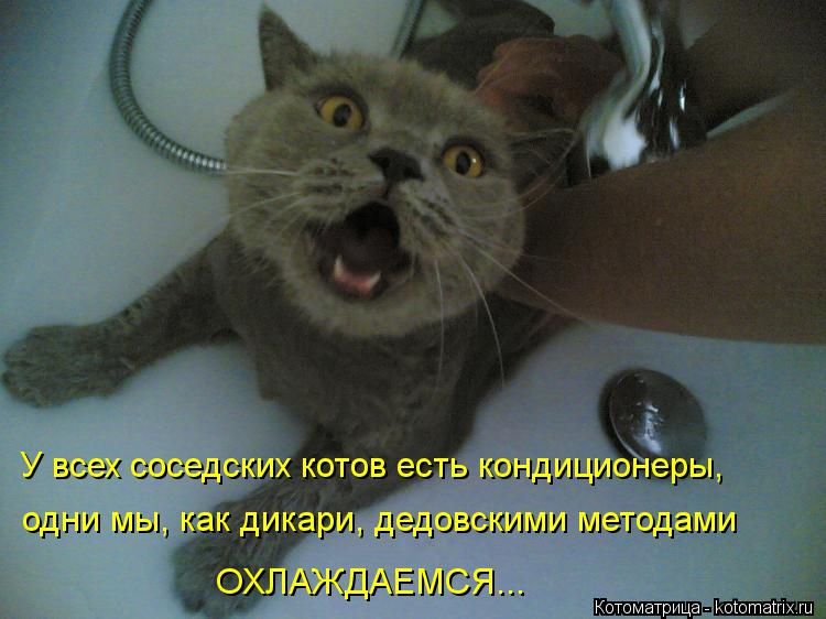 Котоматрица: одни мы, как дикари, дедовскими методами ОХЛАЖДАЕМСЯ... У всех соседских котов есть кондиционеры,