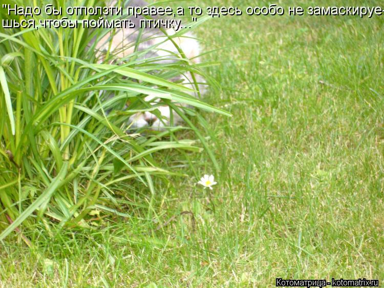 Котоматрица: "Надо бы отползти правее,а то здесь особо не замаскируе- шься,чтобы поймать птичку..."