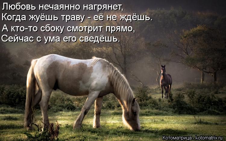 Котоматрица: Любовь нечаянно нагрянет, Когда жуёшь траву - её не ждёшь. А кто-то сбоку смотрит прямо, Сейчас с ума его сведёшь.
