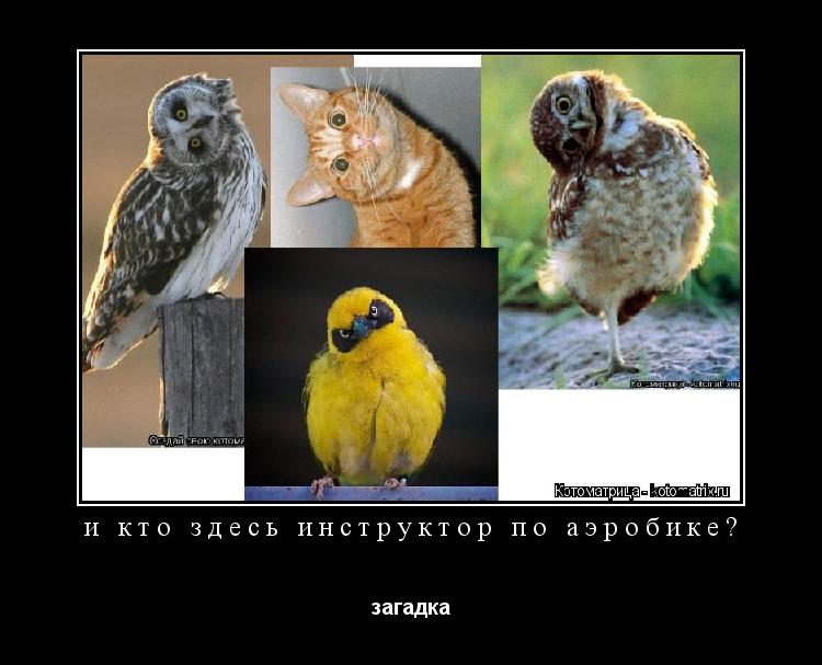 Котоматрица: и кто здесь инструктор по аэробике? загадка