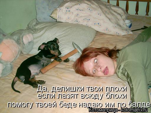 Котоматрица: Да, делишки твои плохи если лазят всюду блохи помогу твоей беде надаю им по балде